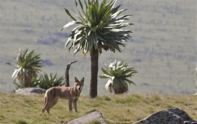 Aethiopischer Wolf in den Simien Mountains (Harri J / Wikipedia (Hulivili))  CC BY 
Infos zur Lizenz unter 'Bildquellennachweis'